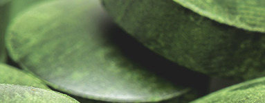Klorela (Chlorella)