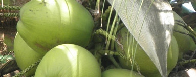 Kokos (Cocos nucifera)