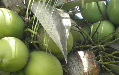 Kokos (Cocos nucifera)
