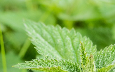 Kopriva (Urtica dioica)