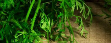 Korenje (Daucus carota)