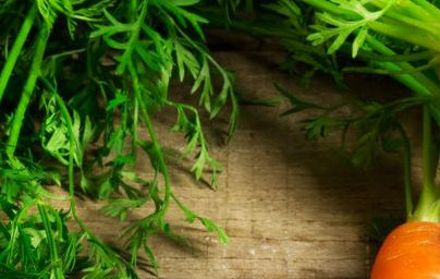 Korenje (Daucus carota)