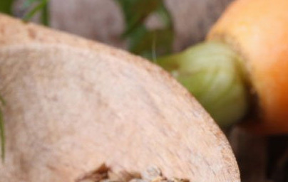 Korenčkovo olje (Daucus carota)