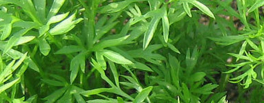 Koriander (Coriandrum sativum)