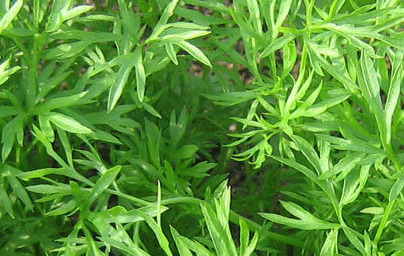 Koriander (Coriandrum sativum)