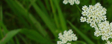 Kumina (Carum carvi)