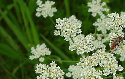 Kumina (Carum carvi)