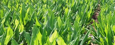 Kurkuma (Curcuma longa)