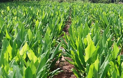 Kurkuma (Curcuma longa)