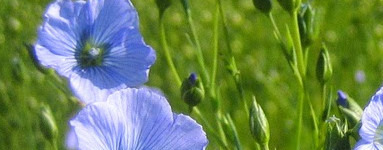 Lan (Linum usitatissimum)