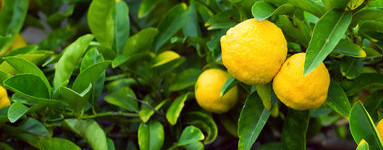 Limona (Citrus × limon)