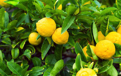 Limona (Citrus × limon)