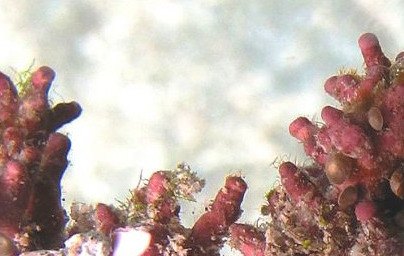 Litothamnium calcareum Litothamnium calcareum