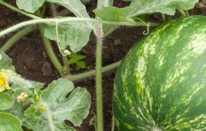 Lubenica (Citrullus lanatus)