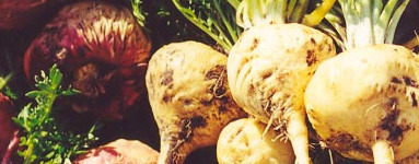 Maca (Lepidium meyenii)