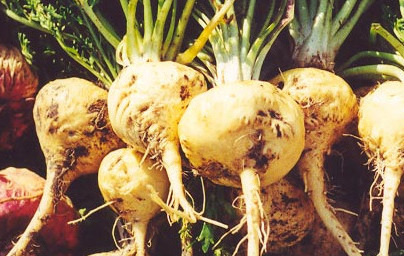 Maca (Lepidium meyenii)