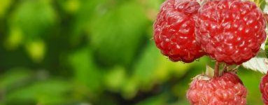Maline (Rubus idaeus) 