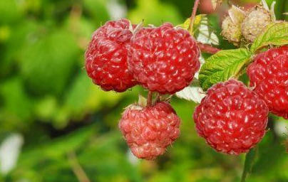Maline (Rubus idaeus) 