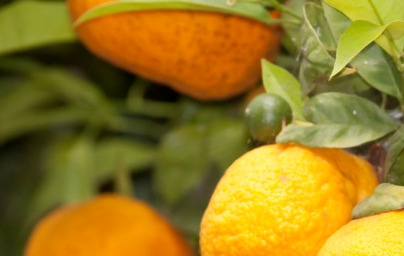 Mandarine (Citrus reticulata)