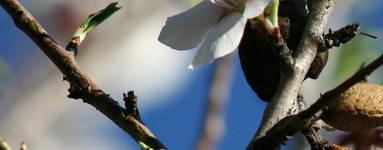 Mandelj (Prunus dulcis)