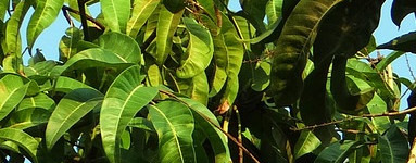 Mango (Mangifera indica)