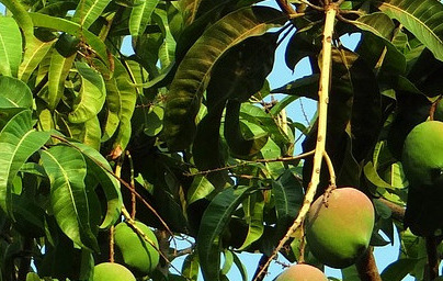 Mango (Mangifera indica) Mango (Mangifera indica)