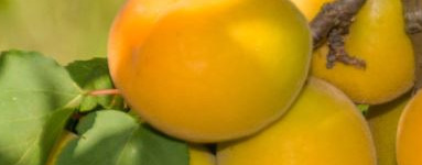 Marelice (Prunus armeniaca)