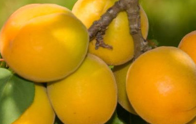 Marelice (Prunus armeniaca) Marelice (Prunus armeniaca)