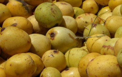 Marula (Sclerocarya birrea) Marula (Sclerocarya birrea)