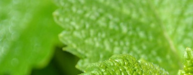 Melisa (Melissa officinalis)