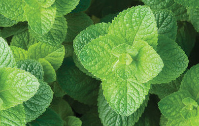 Meta (Mentha spicata) Meta (Mentha spicata)