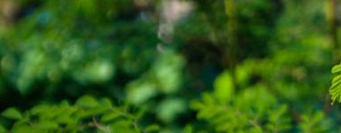 Moringa (Moringa oleifera)