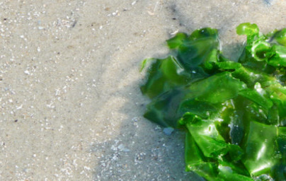 Morska solata Morska solata