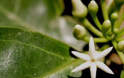 Muira puama (Ptychopetalum olacoides)