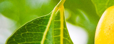 Neem (Azadirachta indica)