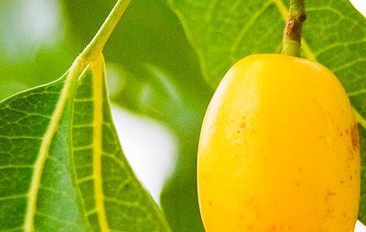 Neem (Azadirachta indica) Neem (Azadirachta indica)