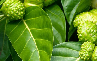 Noni (Morinda citrifolia)  Noni (Morinda citrifolia)