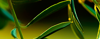 Olive (Olea europaea)