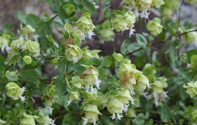 Olje divjega origana (Origanum minutiflorum)