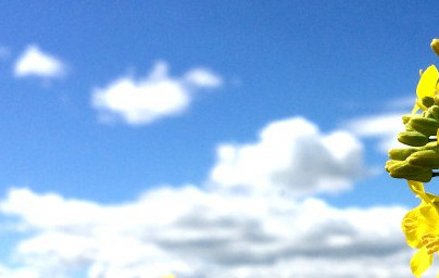 Olje oljne ogrščice (Brassica napus)