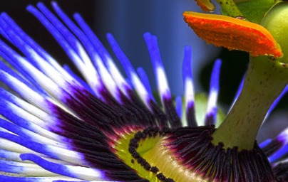 Olje pasijonke (Passiflora incarnata)