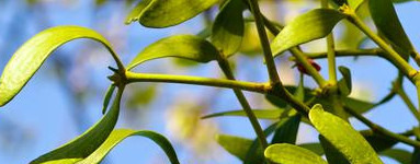 Omela (Viscum album)