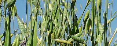 Oves (Avena sativa)
