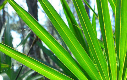 Palmeto (Serenoa repens) Palmeto (Serenoa repens)