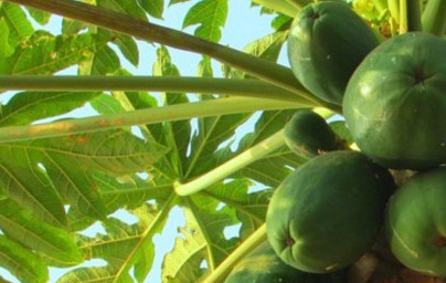 Papaja (Carica papaya) Papaja (Carica papaya)