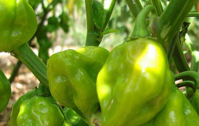 Paprika (Capsicum annuum) Paprika (Capsicum annuum)