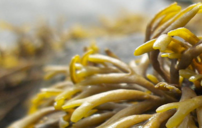 Rjava morska alga Pelvetia canaliculata Rjava morska alga Pelvetia canaliculata