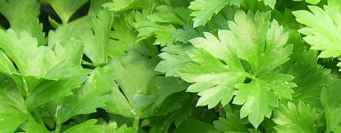 Peteršilj (Petroselinum crispum)