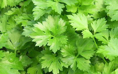 Peteršilj (Petroselinum crispum) Peteršilj (Petroselinum crispum)