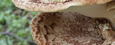 Polyporus